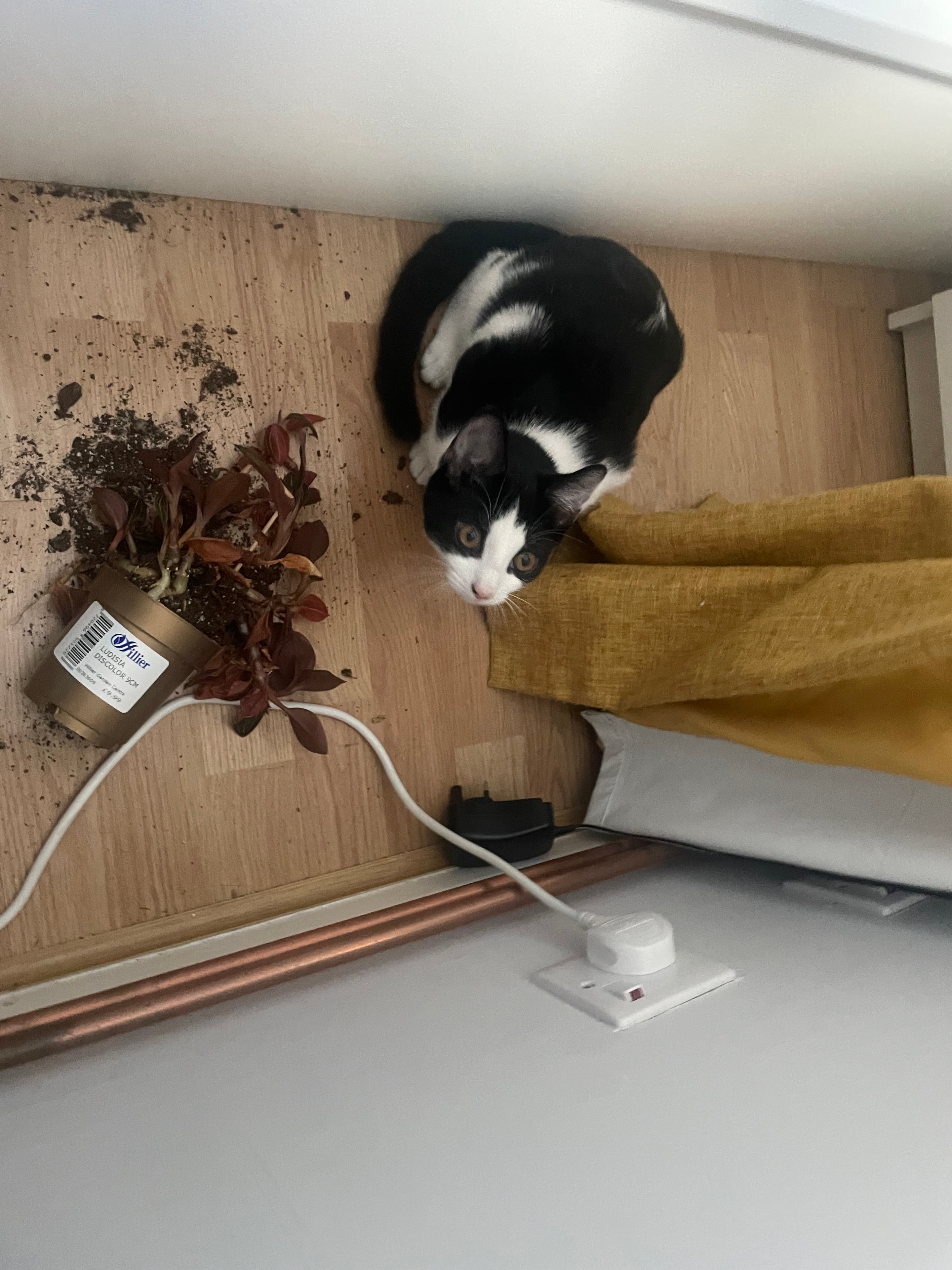 Alan Turing, a black and white cat