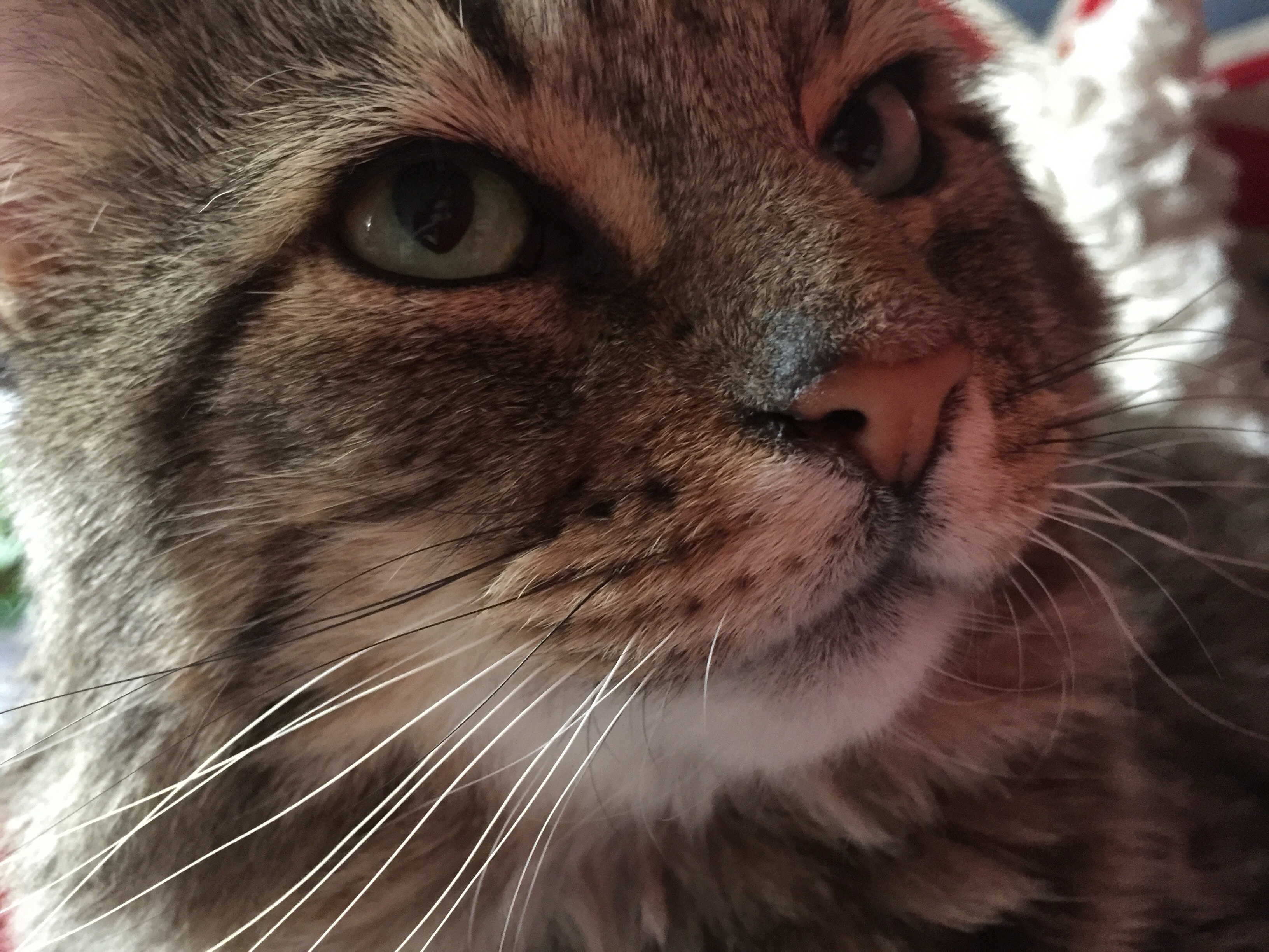 Claudius, a tabby cat