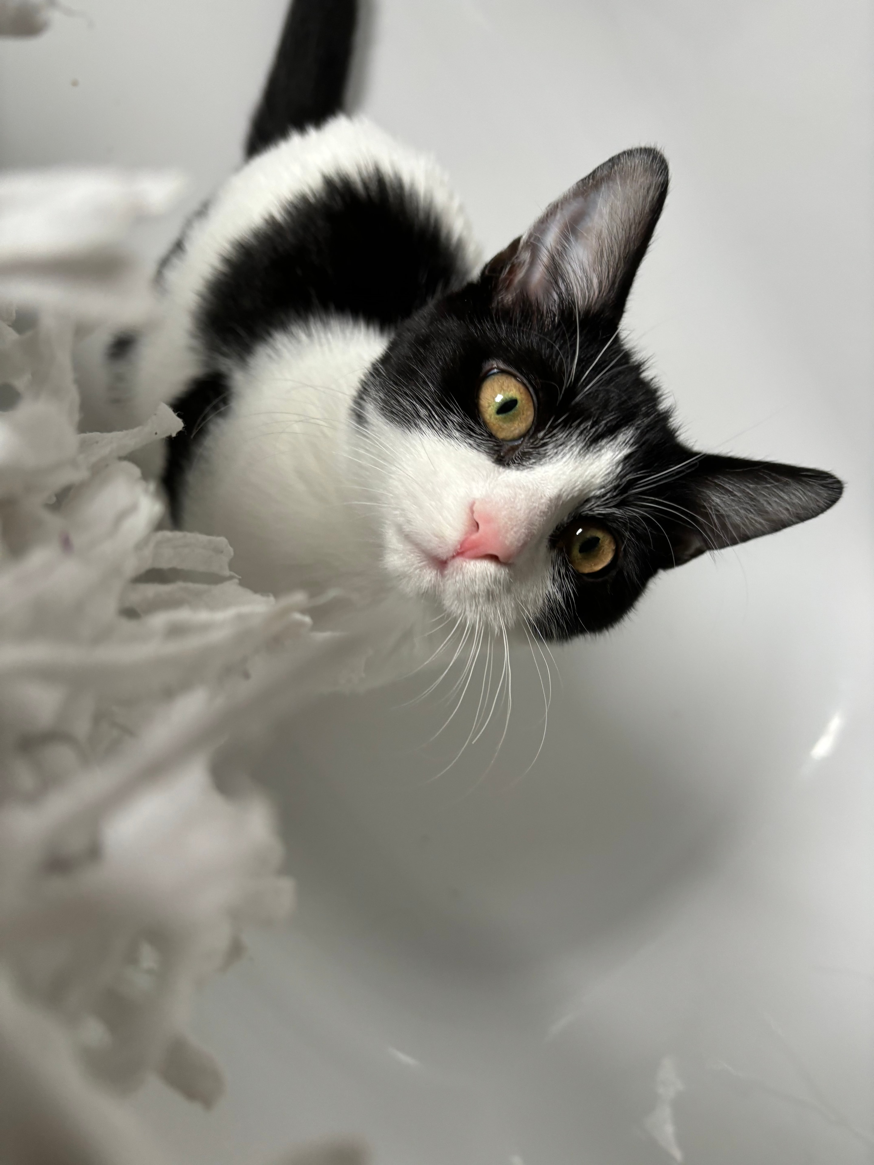 Edith Cavell, a black and white cat