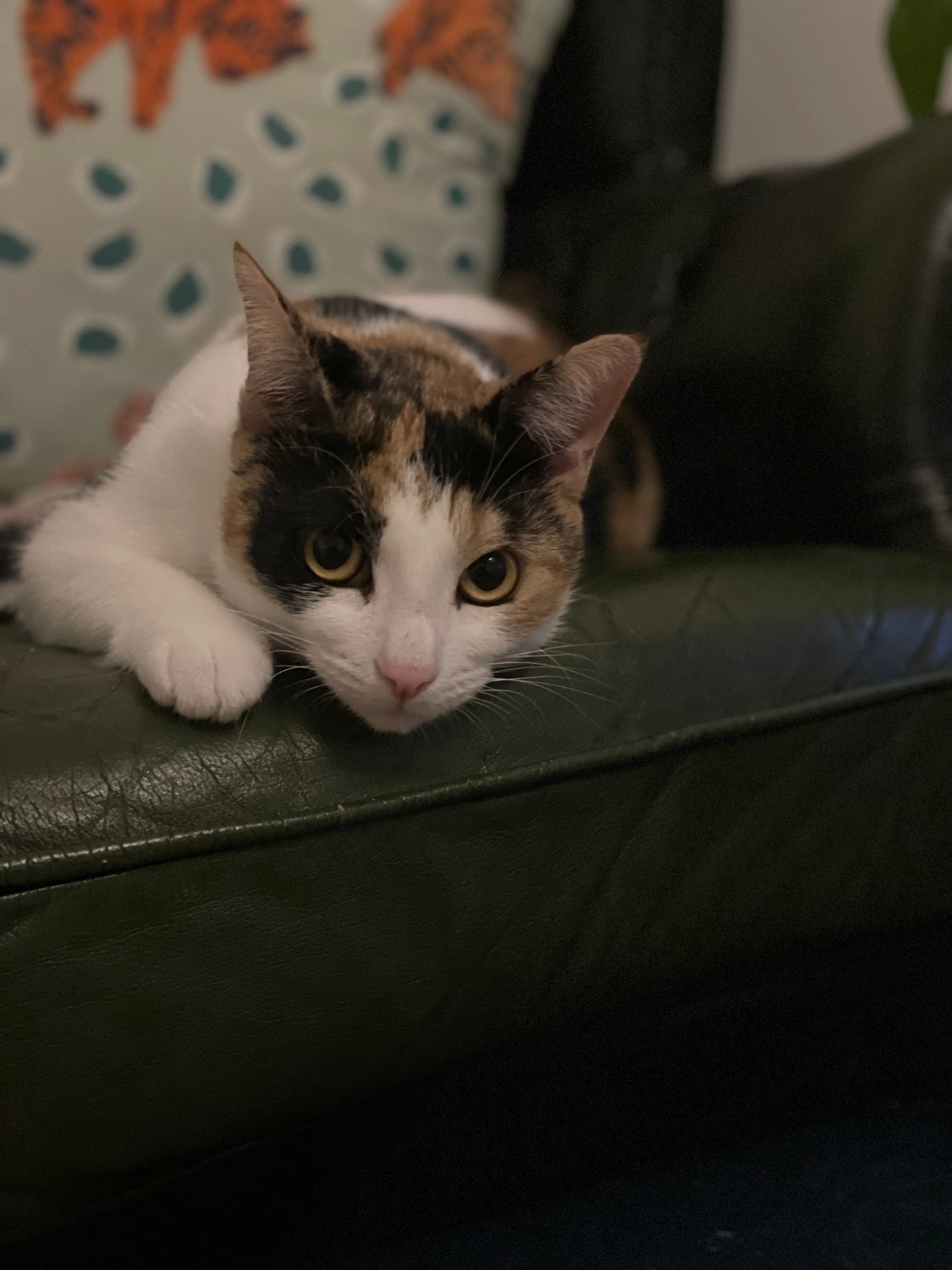 Marie Curie, a ginger cat