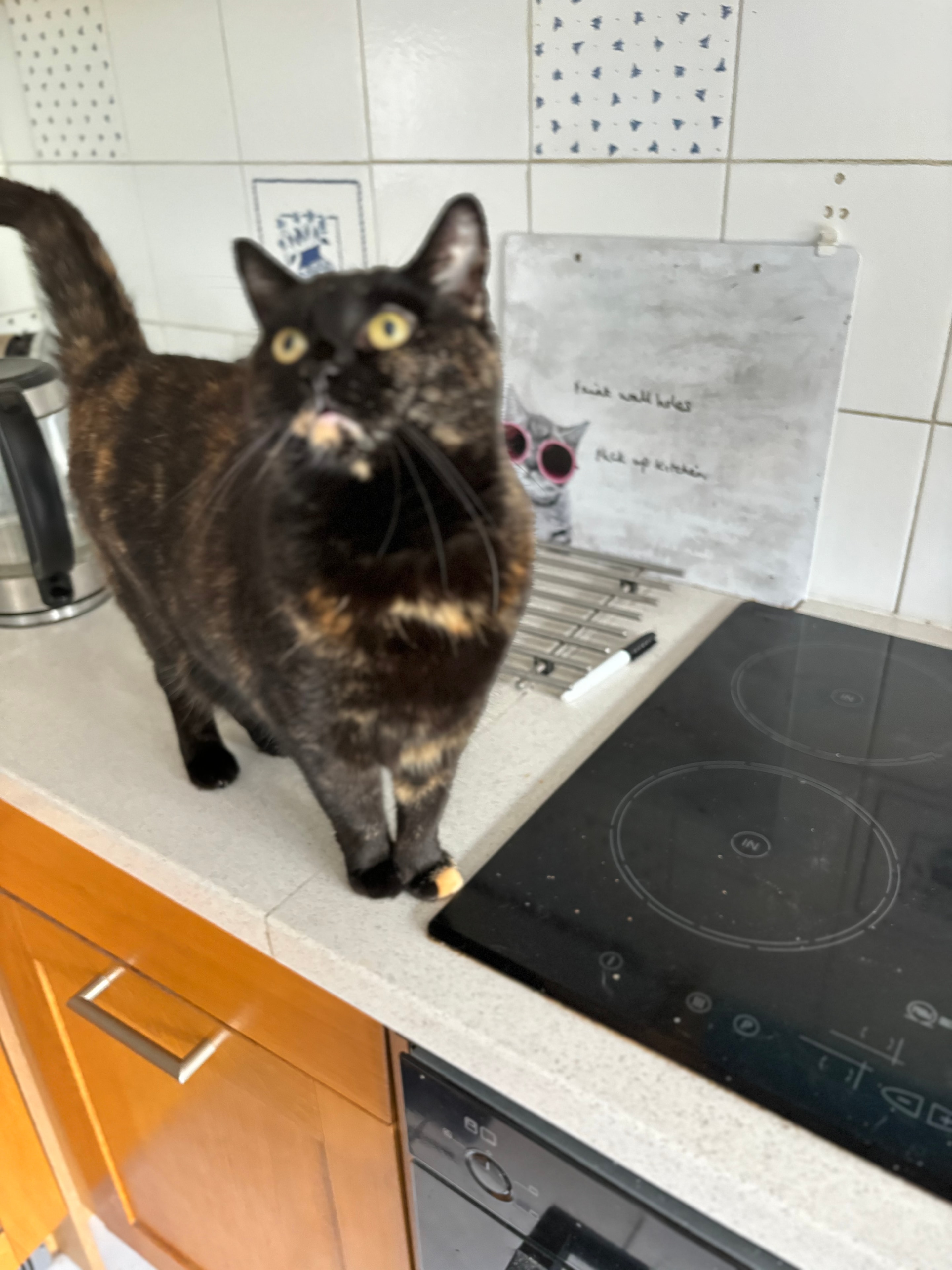 Poppy, cared for by 99 Cats