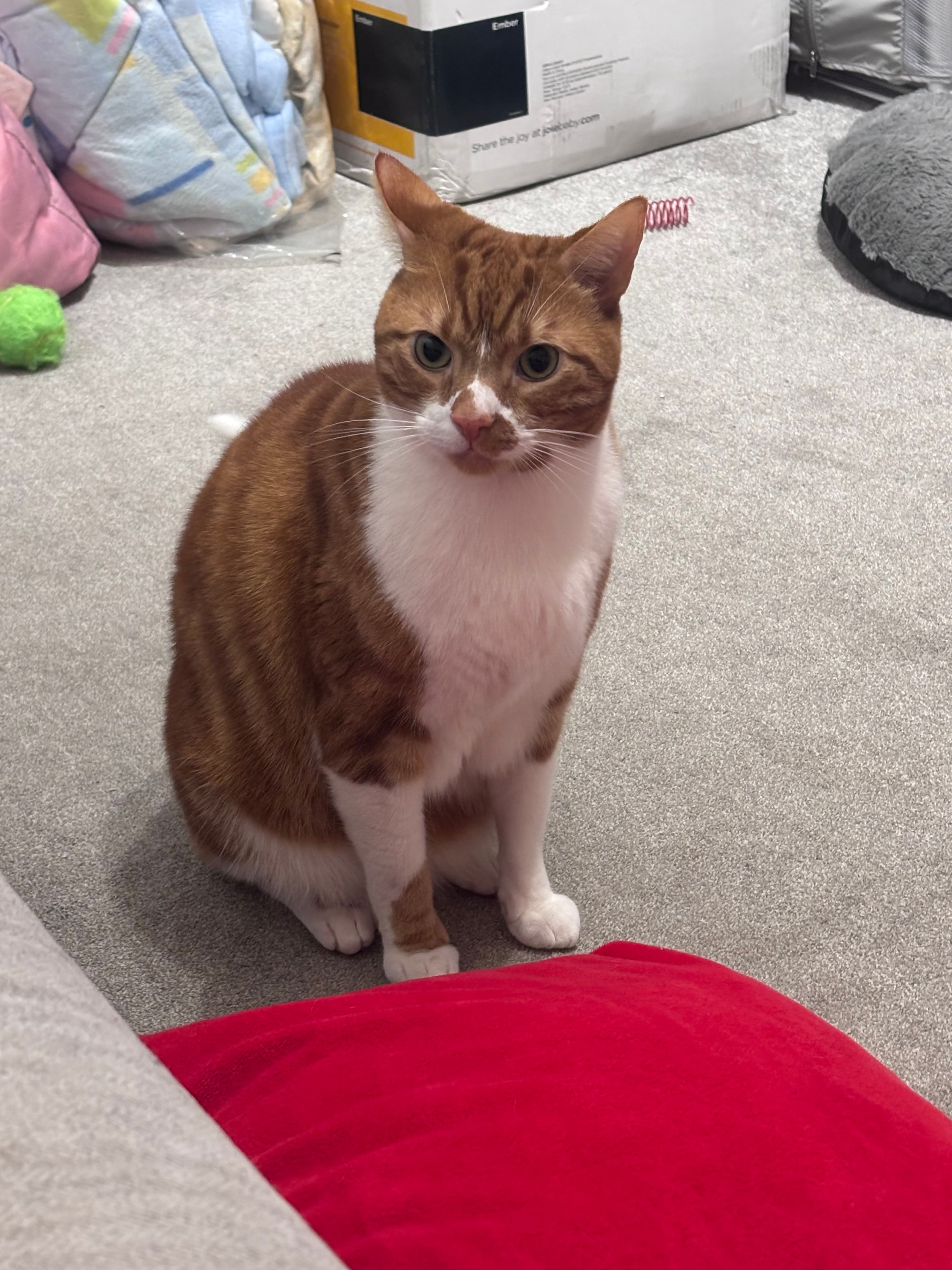 Simba, cared for by 99 Cats